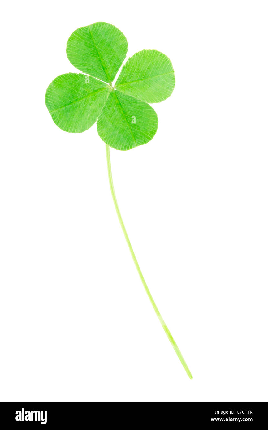 Quattro leaf clover shamrock Foto Stock
