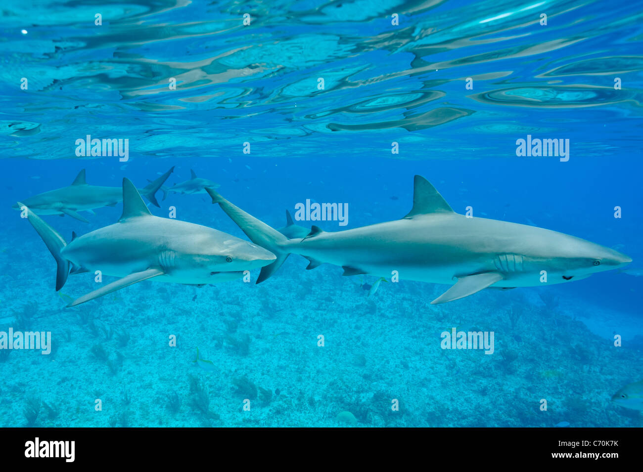 Caraibi squali di barriera, Carcharhinus perezi Riffhaie underwater Bimini Bahamas selvatica Foto Stock