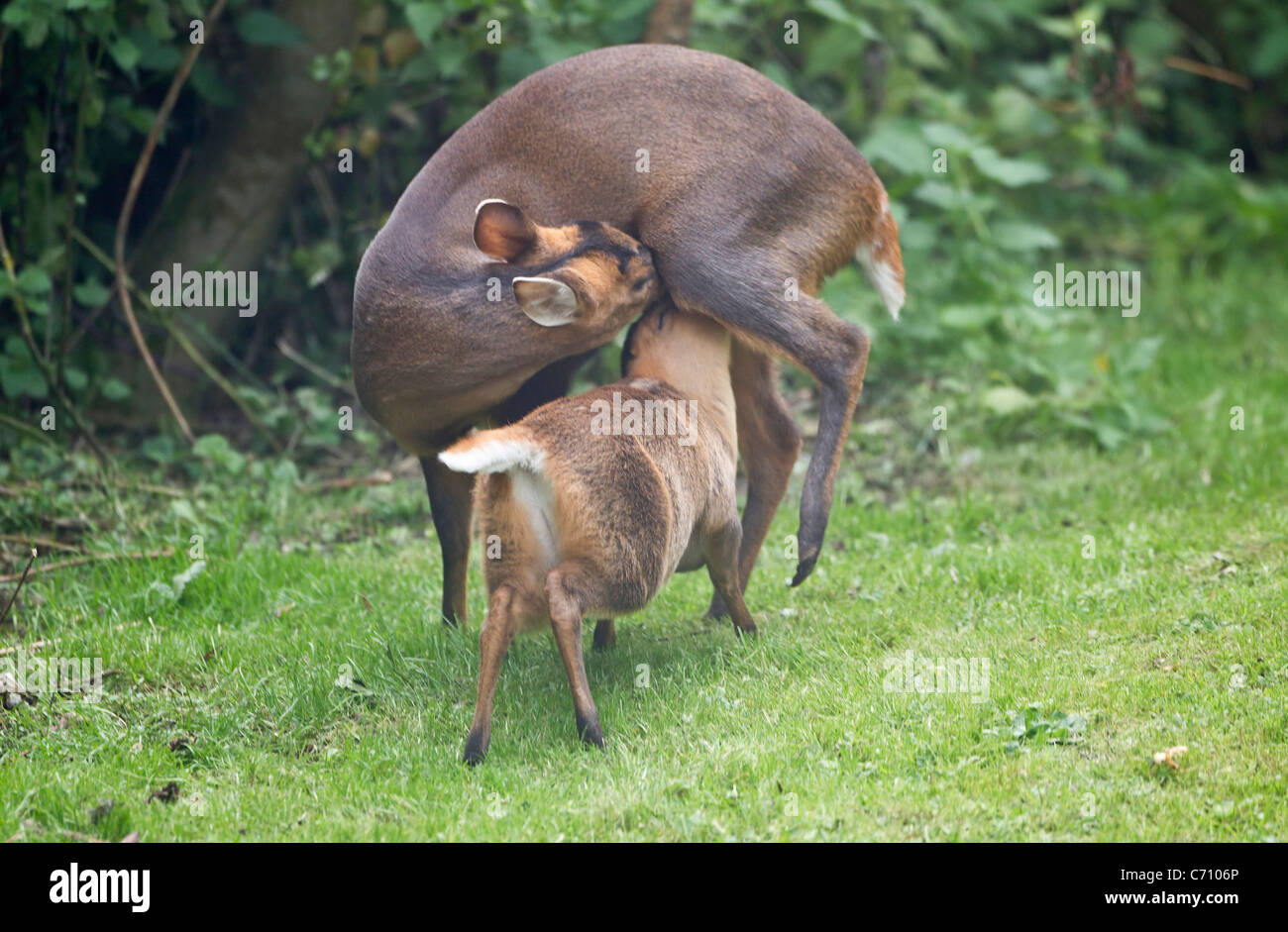 La madre e il bambino cervo muntjac chiamato anche barking deer insieme Foto Stock