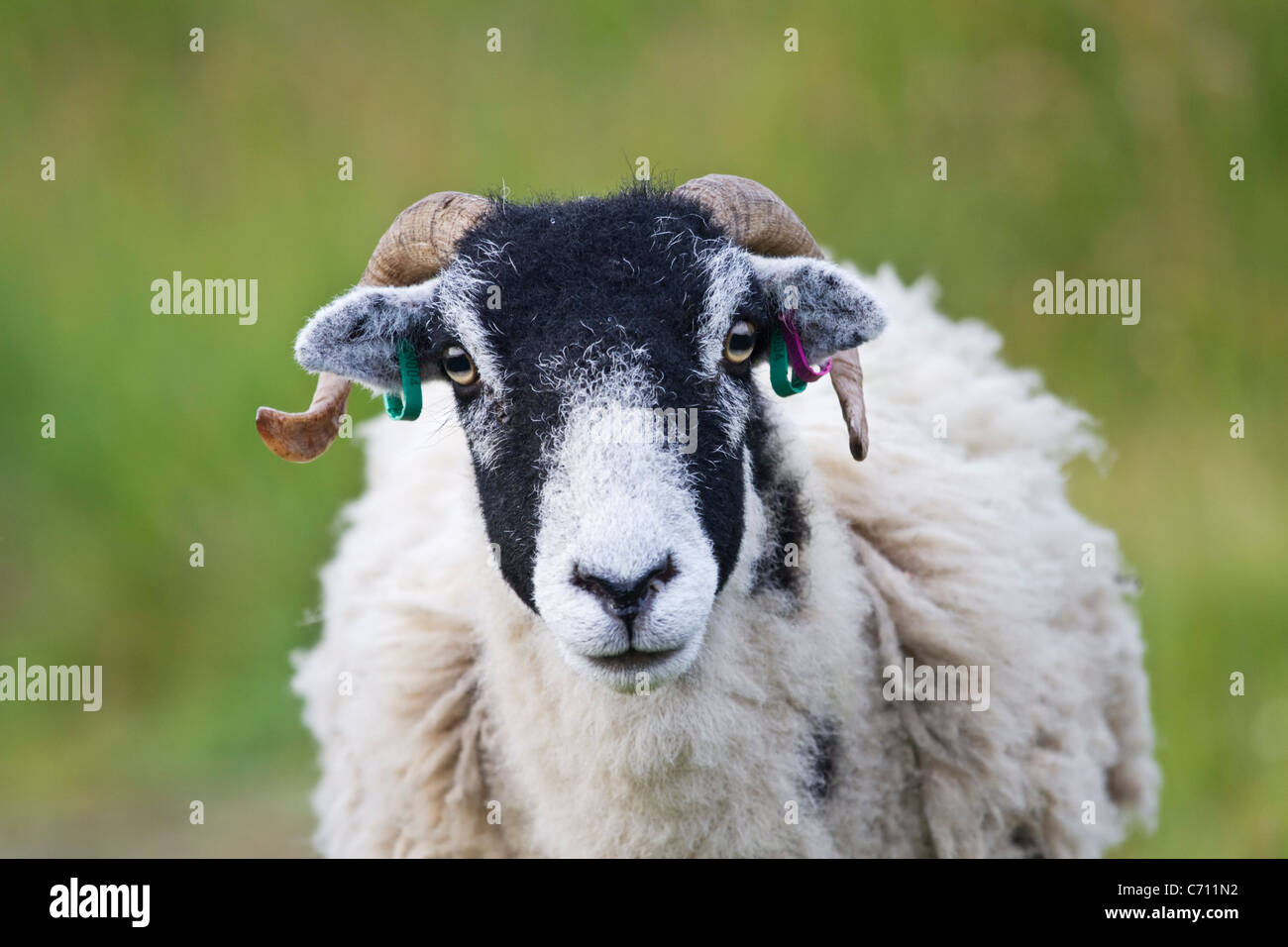 Pecore Swaledale ram a guardare fuori al fotografo in una fattoria in Weardale, County Durham Foto Stock