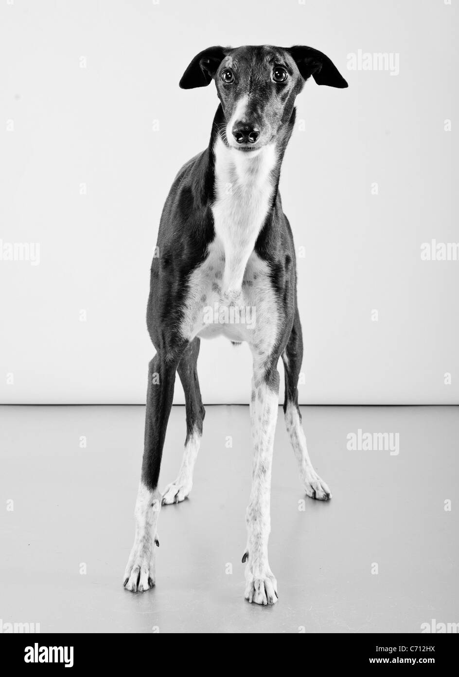 Bianco e nero cane Greyhound Foto Stock