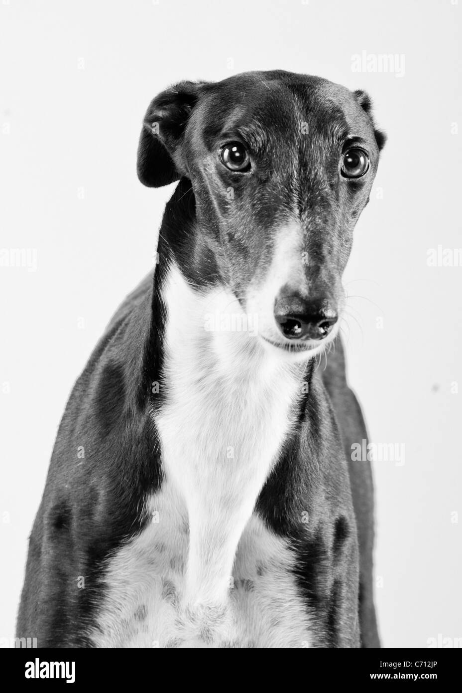 Bianco e nero cane Greyhound Foto Stock