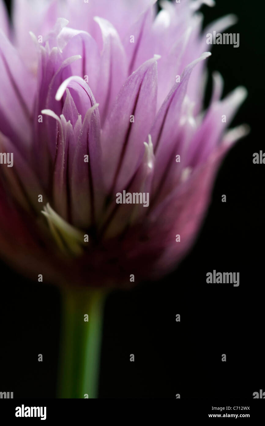 Allium schoenoprasum, erba cipollina, unico viola fiore di erbe oggetto, sfondo nero Foto Stock