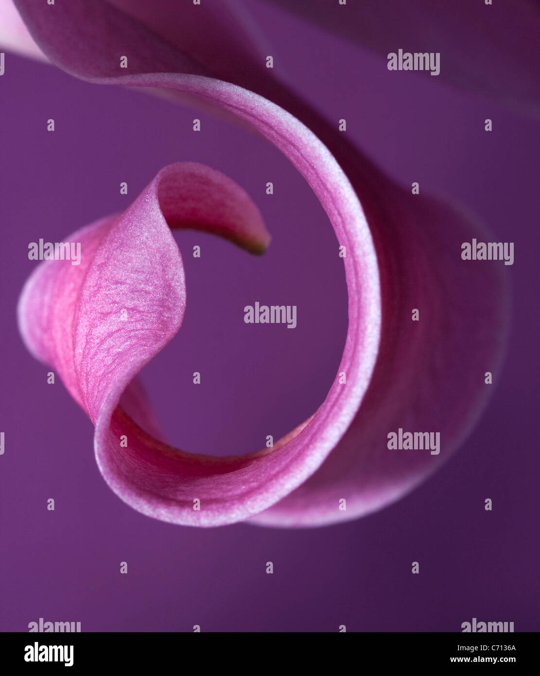 Il Lilium, il Giglio viola petalo di fiore soggetto, sfondo viola Foto Stock