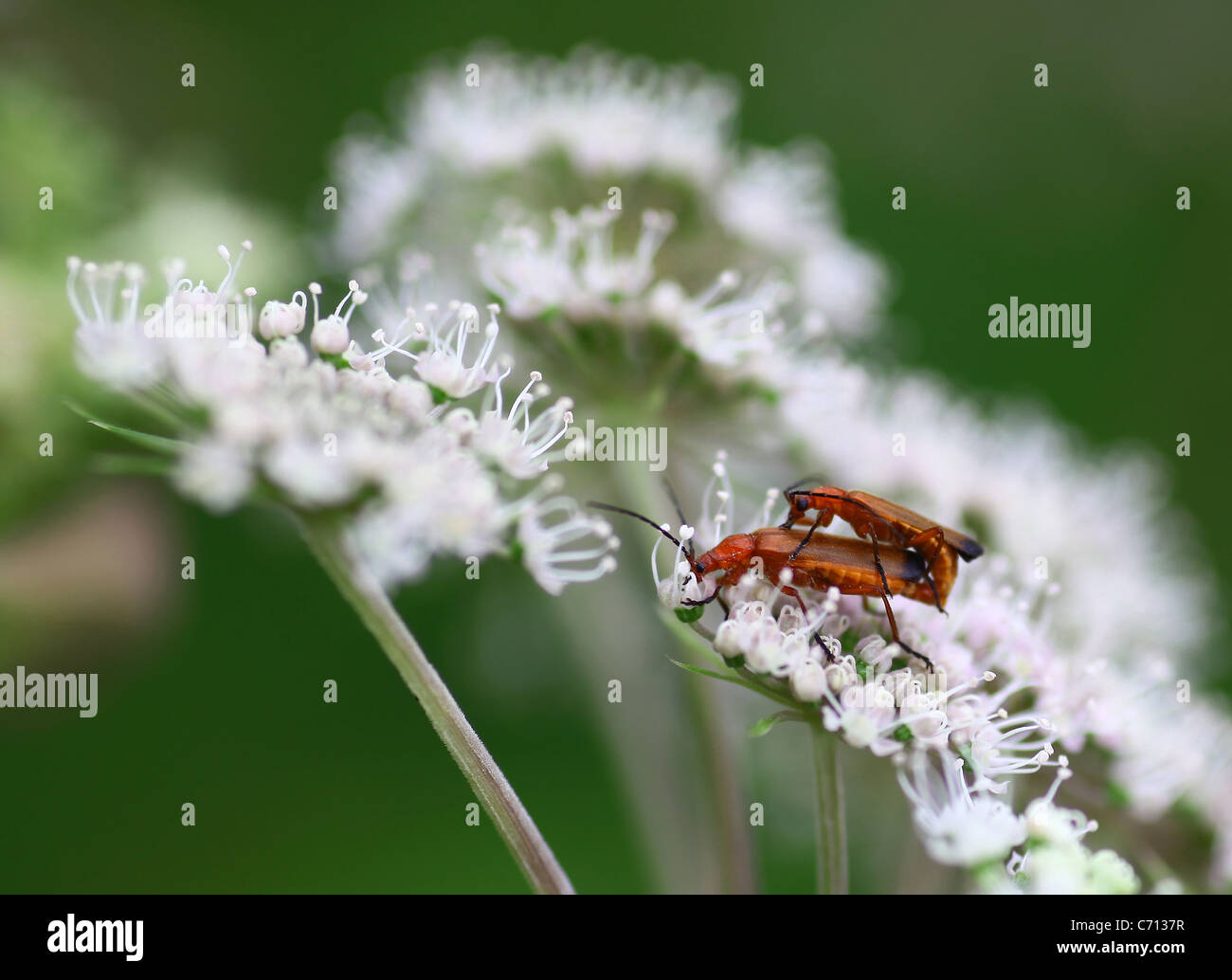 Due Soilder coleotteri (Rhagonycha fulva) coniugata a un bianco fiore umbellifer Foto Stock