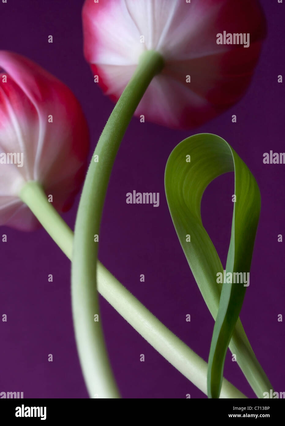 Tulipa, Tulip, fiore rosa soggetto, sfondo viola Foto Stock
