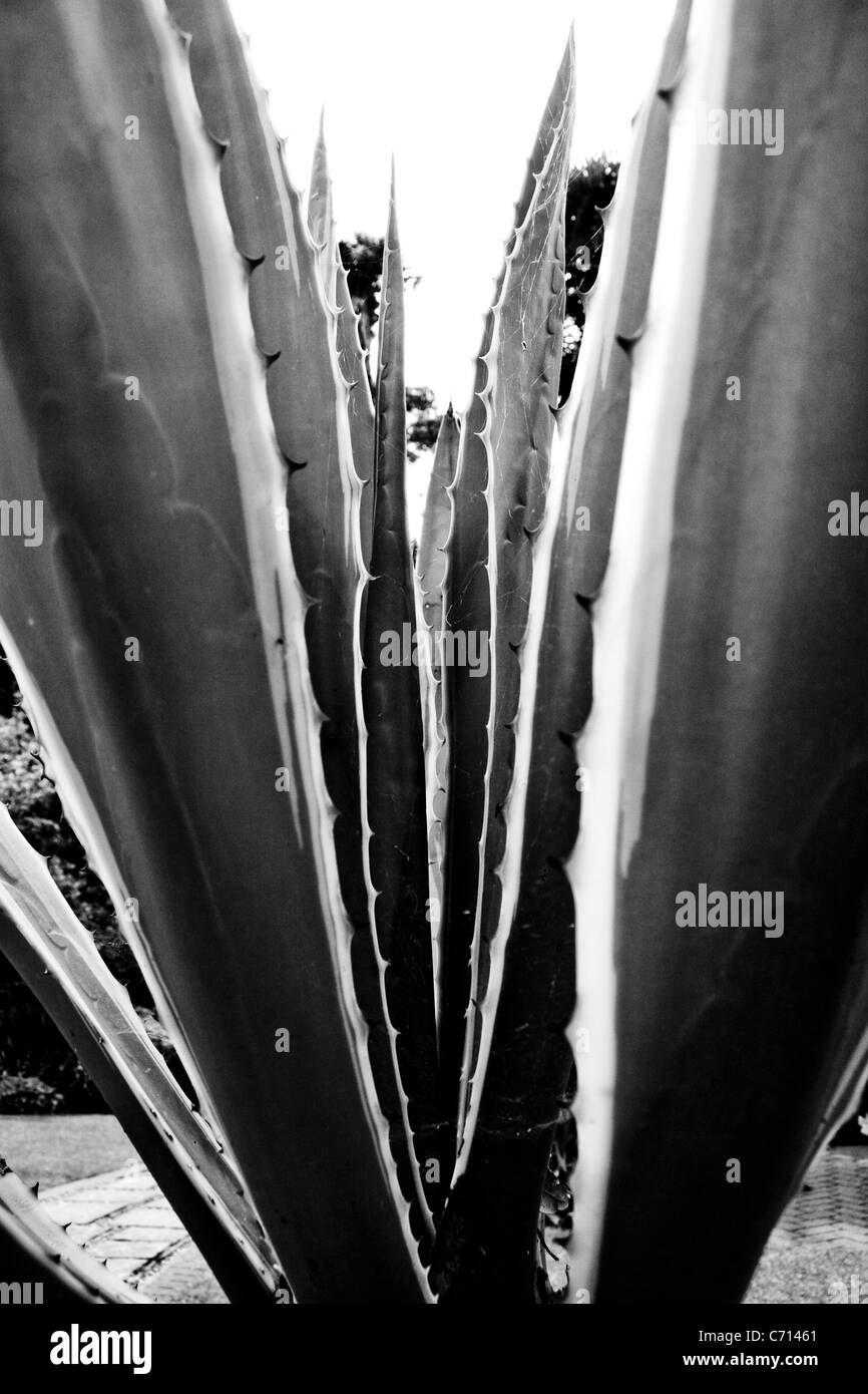 Agave americana marginata, bianco e nero, Foto Stock