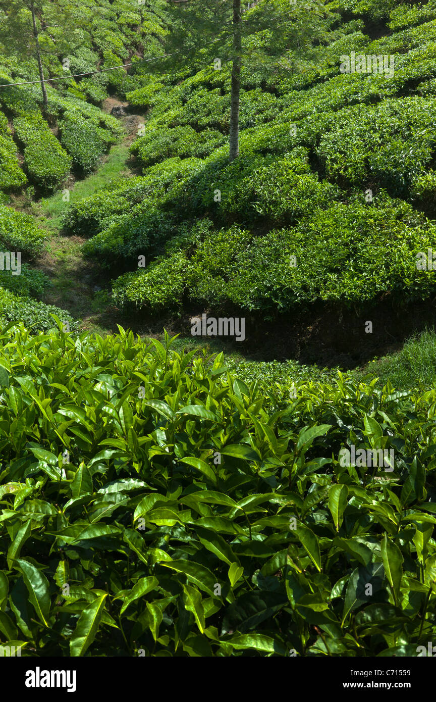 Le piantagioni di tè vicino a Munnar Kerala, India Foto Stock