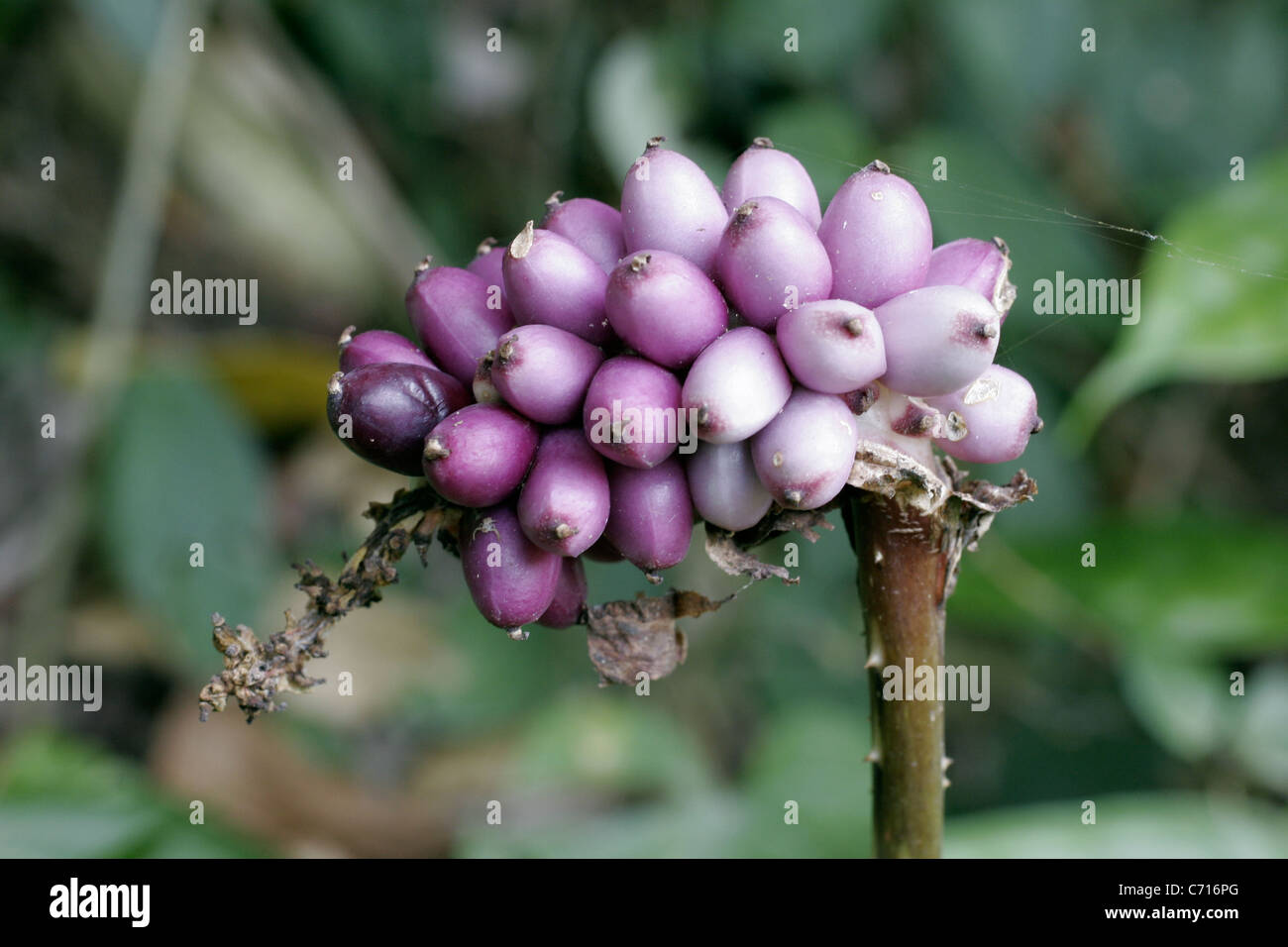 Aroid frutti (Anchomanes difformis: Araceae) nella foresta pluviale, Camerun. Foto Stock