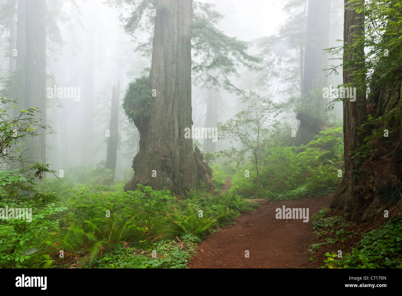 Redwood forest avvolta nella nebbia Foto Stock