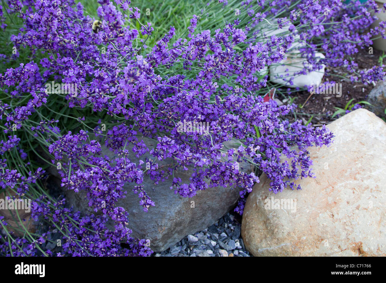 Viola vibranti fiori di lavanda in fiore e giardino di roccia in estate Foto Stock