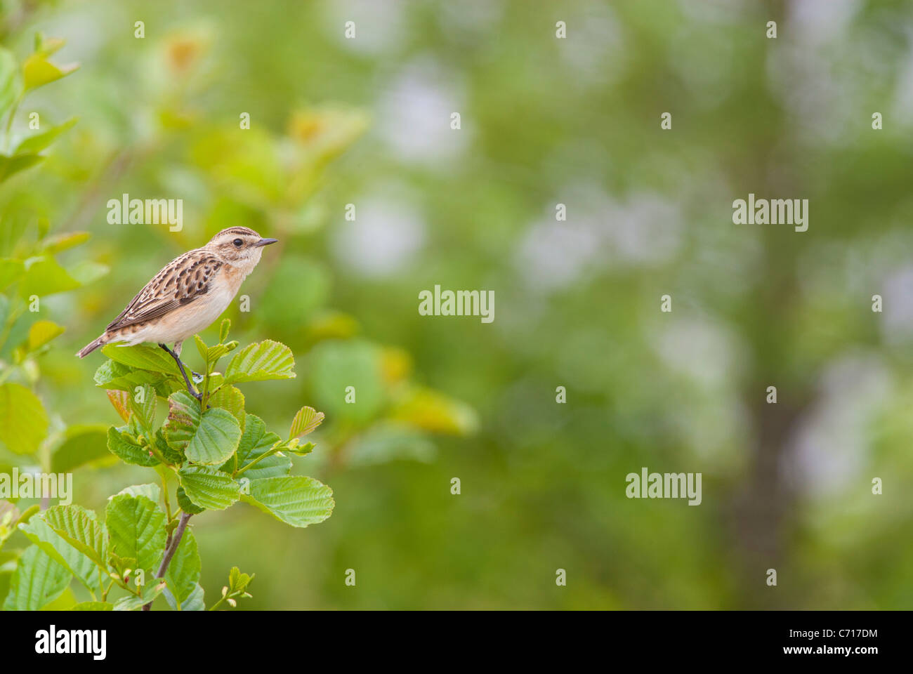 Saxicola rubetra whinchat - su upland moorland in Wales UK Foto Stock