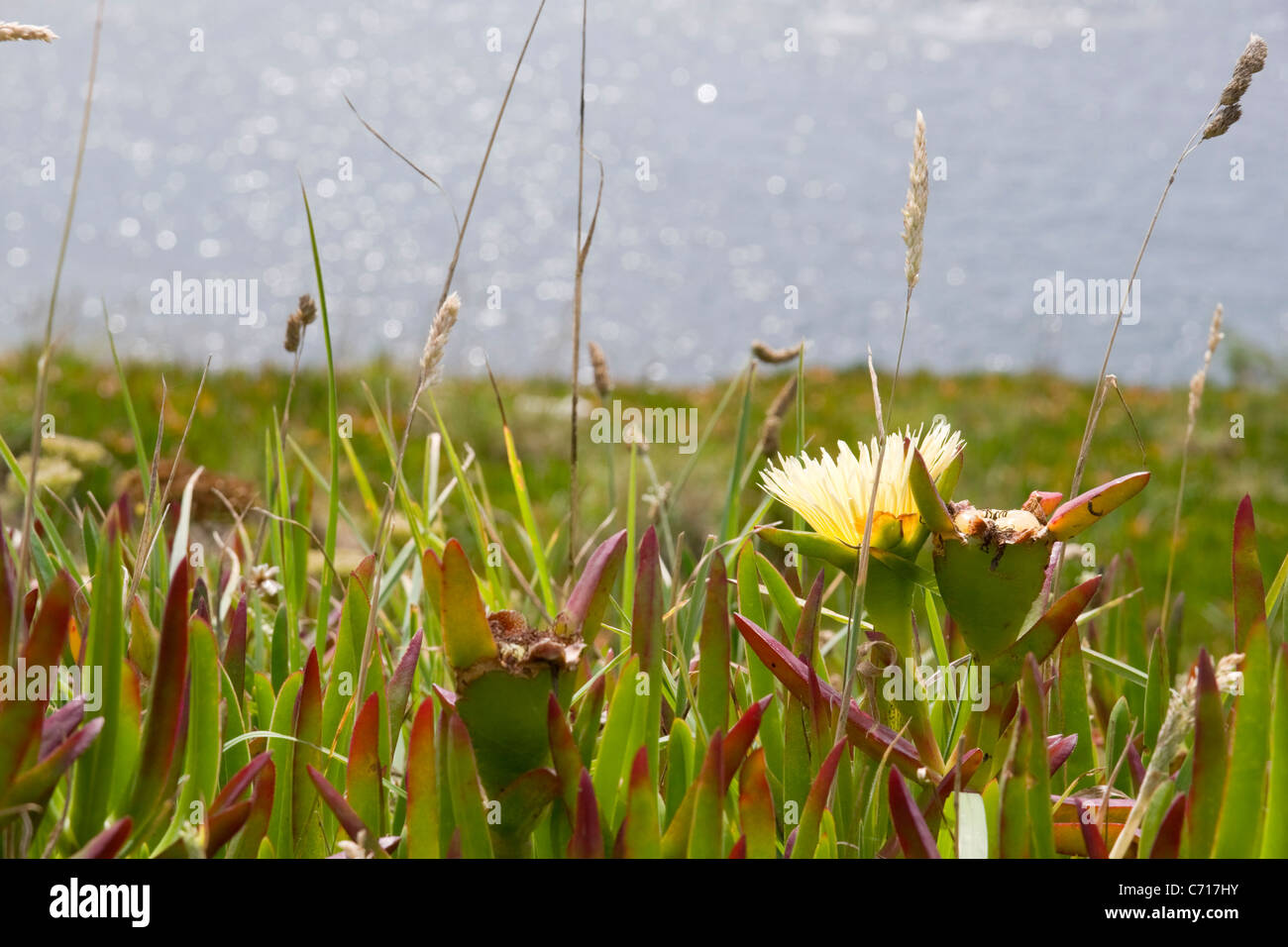 Lizard Point Cornwall Regno Unito Foto Stock