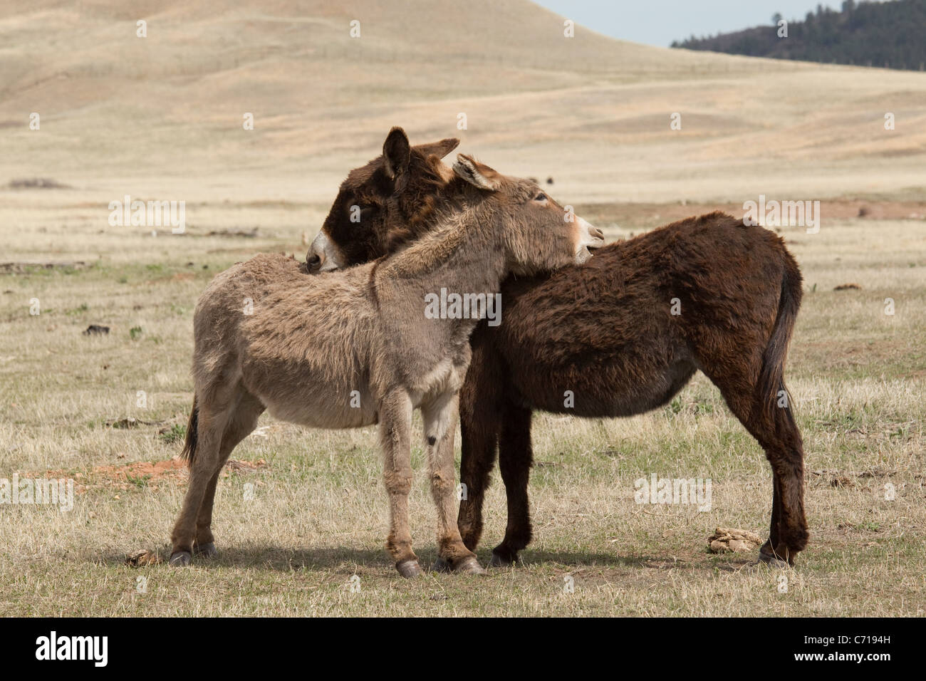 Burros (Equus asinus), il Grooming reciproco, Custer State Park Foto Stock