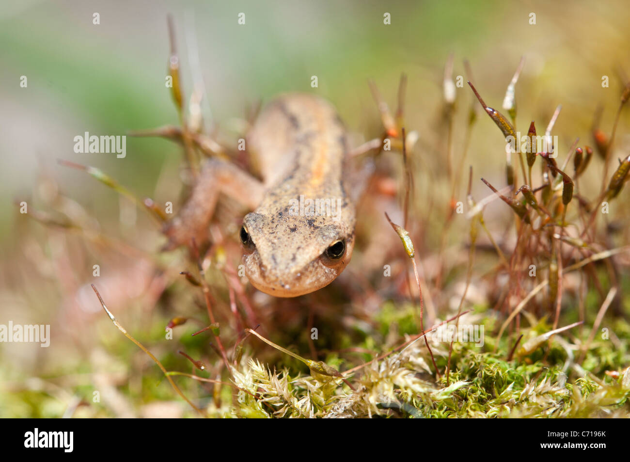 Un liscio newt arrampicata attraverso la vegetazione Foto Stock