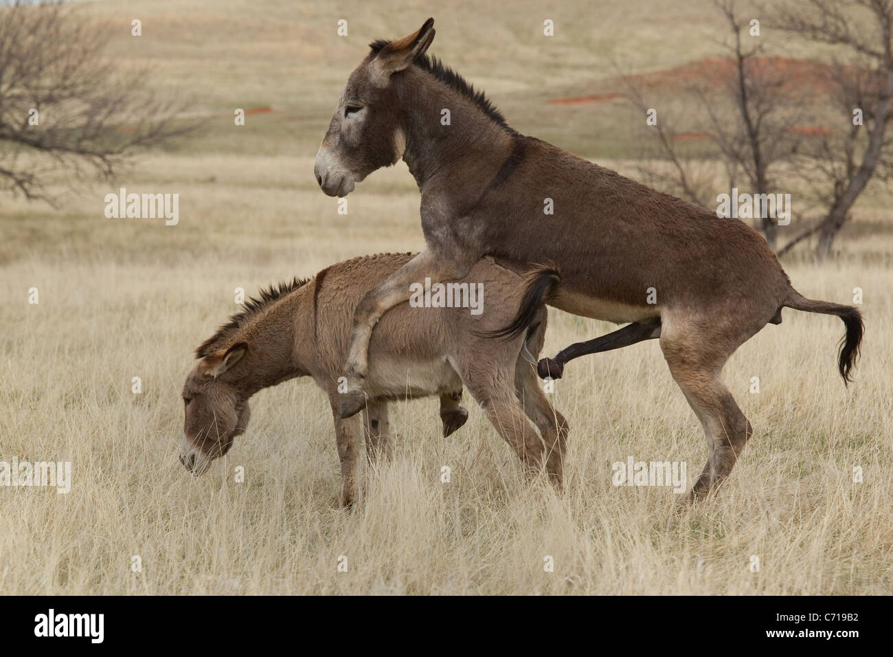 Burros (Equus asinus) coniugata, Custer State Park Foto Stock