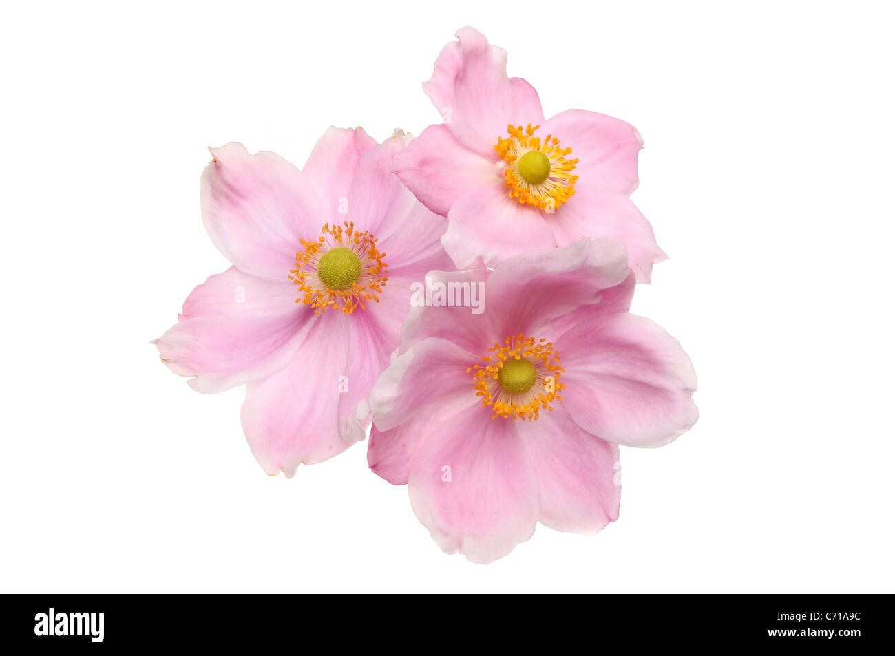 Tre anemone giapponese fiori isolati contro white Foto Stock