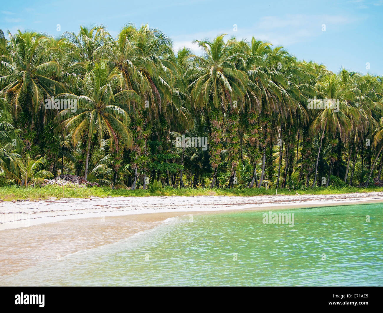 Spiaggia con alberi di noci di cocco in Bocas del Toro, mar dei Caraibi, Panama Foto Stock