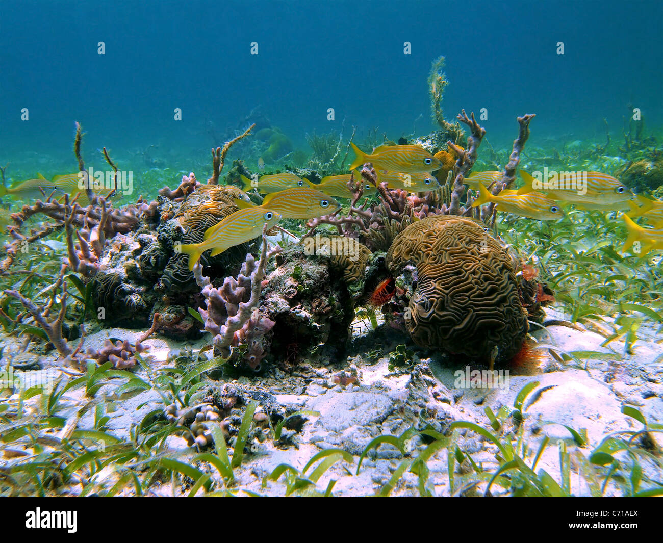 Tropical grunt francese il pesce con il cervello e le spugne nel mar dei Caraibi, Bocas del Toro, Panama America Centrale Foto Stock