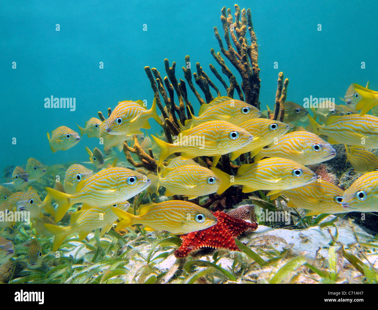 Secca di grunt francese pesce tropicale con una stella di mare e una gorgone nel mar dei Caraibi, Bocas del Toro, Panama Foto Stock