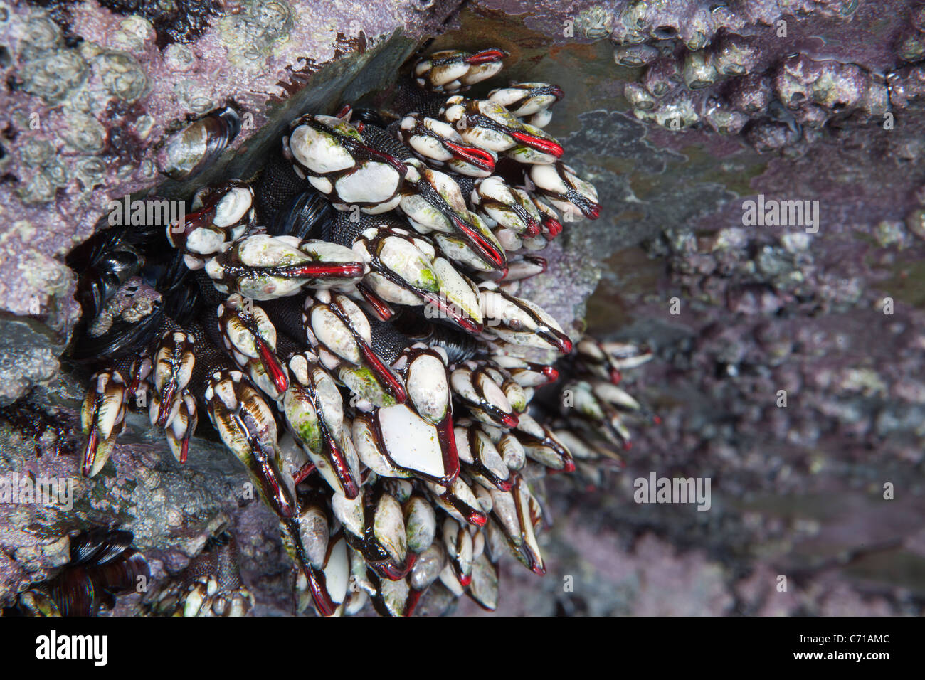 Collo d'oca cirripedi, oca cirripedi o leaf cirripedi -Pollicipes pollicipes-, Ribadeo, Galizia, Spagna Foto Stock
