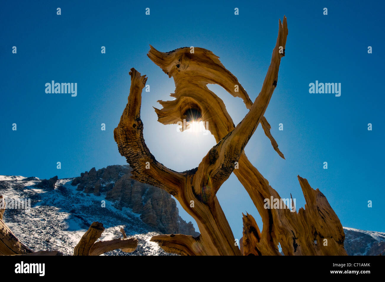 Una strana forma in sezione di un live bristlecone pine tree nel Parco nazionale Great Basin, NV. Foto Stock