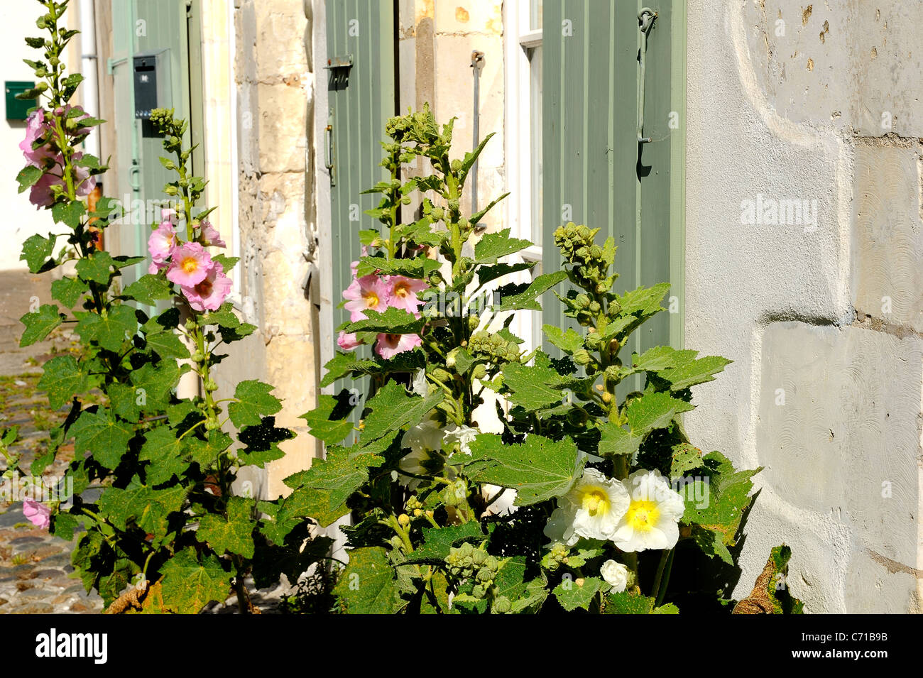 Hollyhock comune fiori (nome scientifico: Alcea rosea), Charente Maritime reparto, a ovest della Francia Foto Stock
