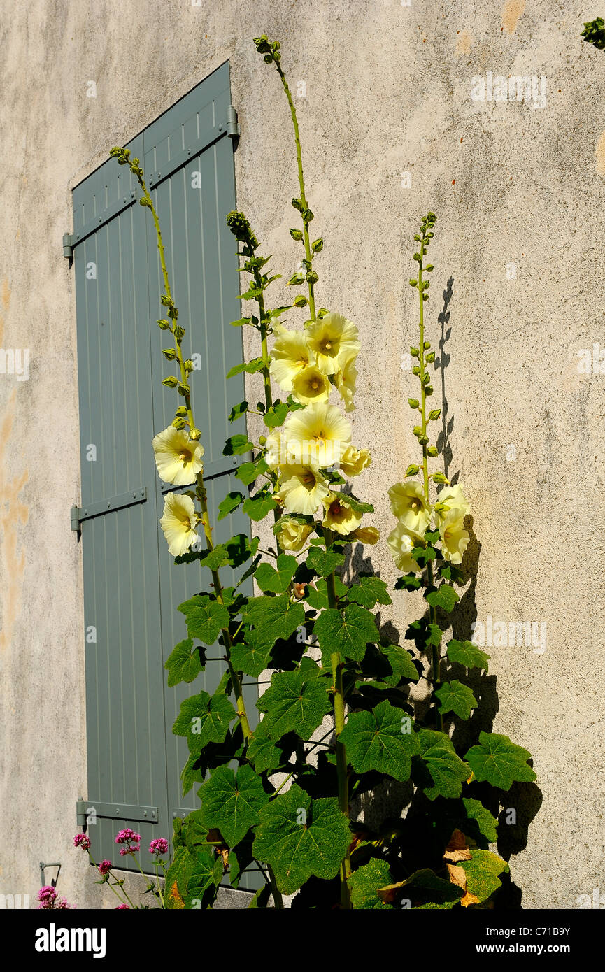 Hollyhock comune fiori (nome scientifico: Alcea rosea), Charente Maritime reparto, a ovest della Francia Foto Stock