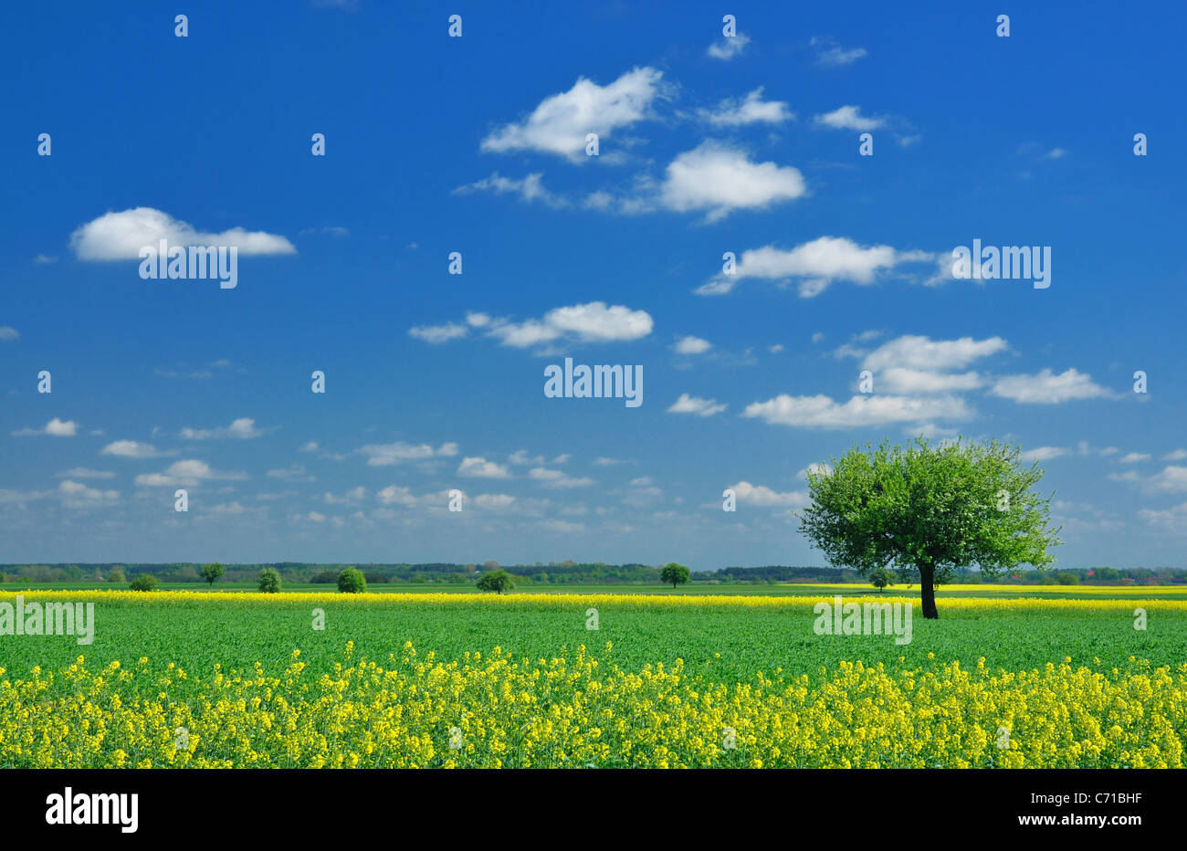 Paesaggio di primavera Foto Stock