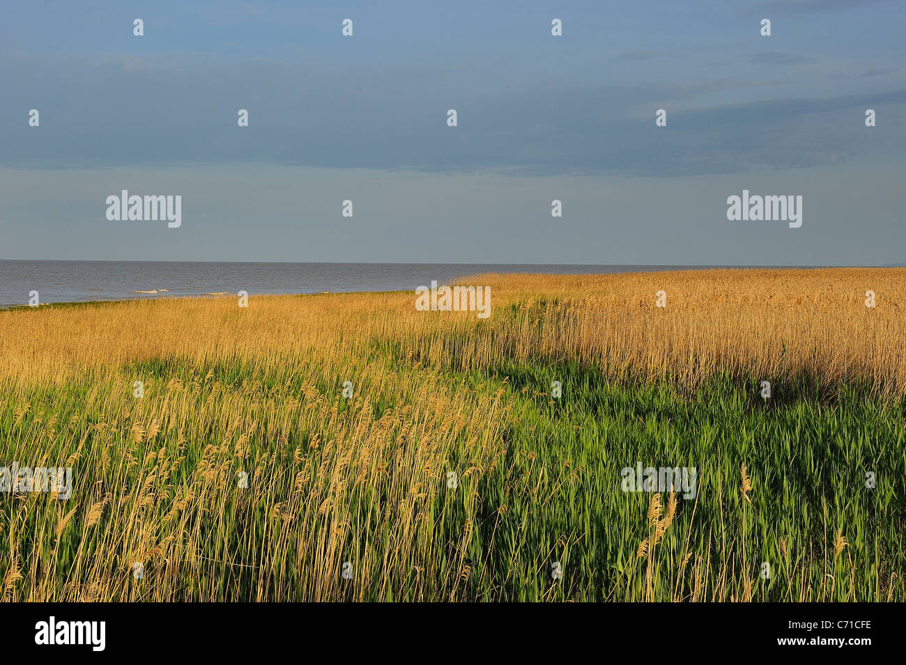 Paludi di mortagne (sur Gironde, estuario Gironde, sud della Charente Maritime dipartimento, Francia Foto Stock
