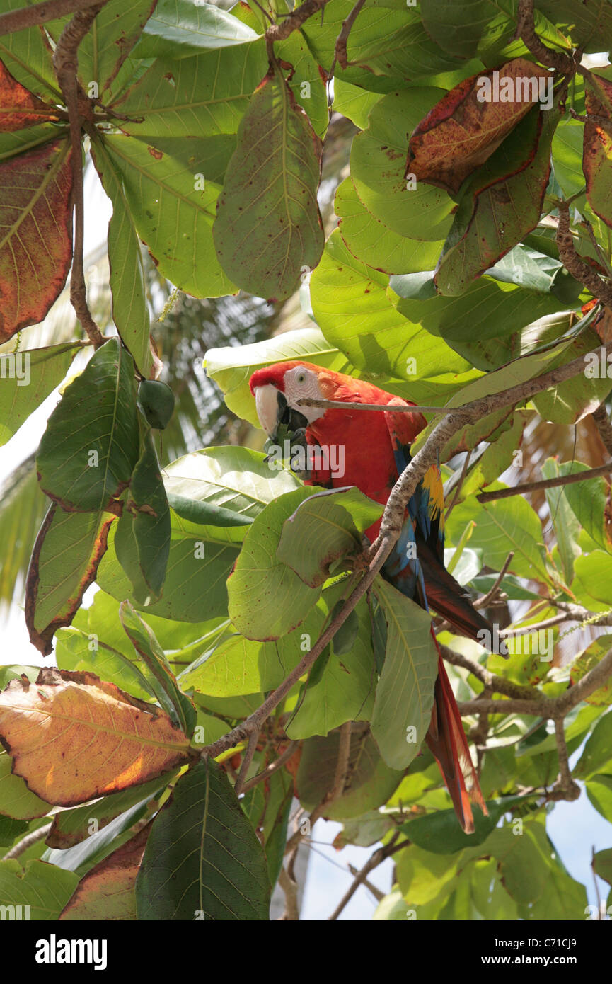 Red macaw su un albero. Foto Stock