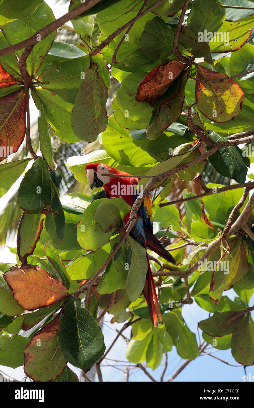 Red macaw su un albero. Foto Stock