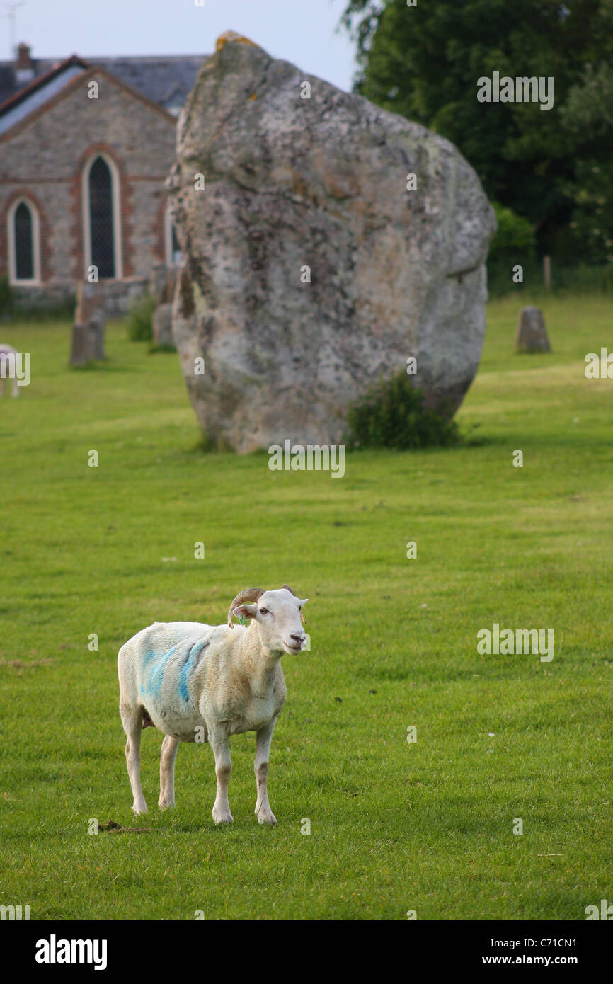 Avebury, pietre, pecore, National Trust Foto Stock