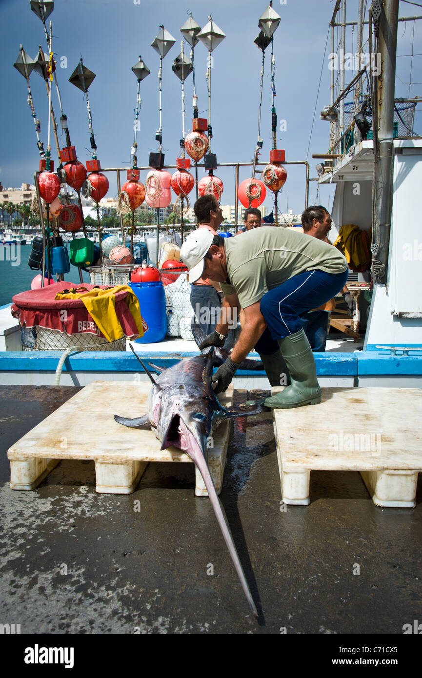 I pescatori di pesce spada di scarico dalla barca, Garrucha, Spagna Foto Stock