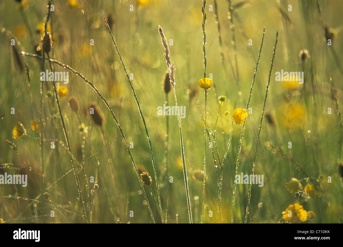 Montante seedheads erba su steli tra giallo fiori selvatici in campo. Foto Stock
