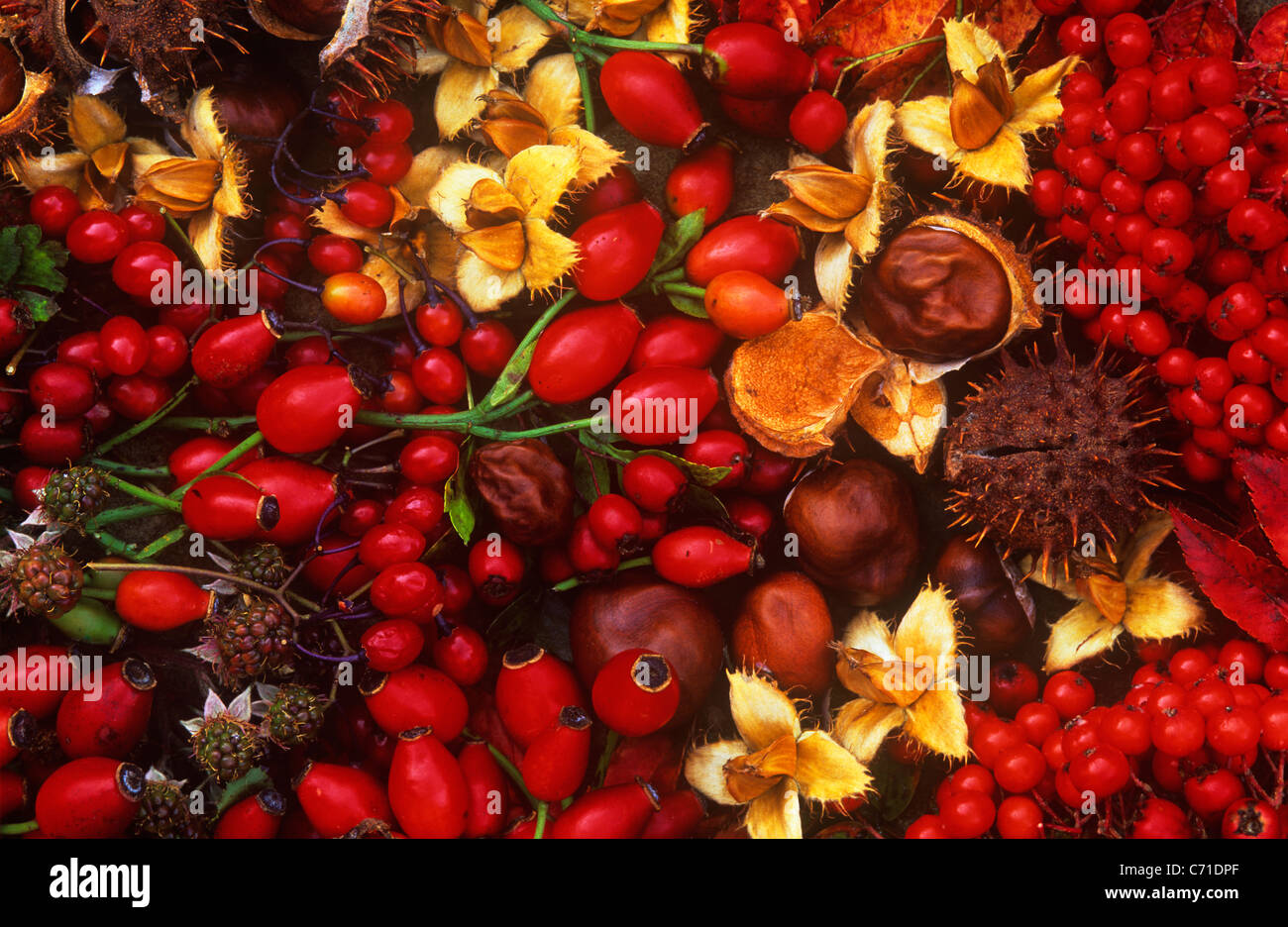 Rosa rosa canina bacche rosse semi e teste di seme di autunno i colori dell'autunno. Foto Stock