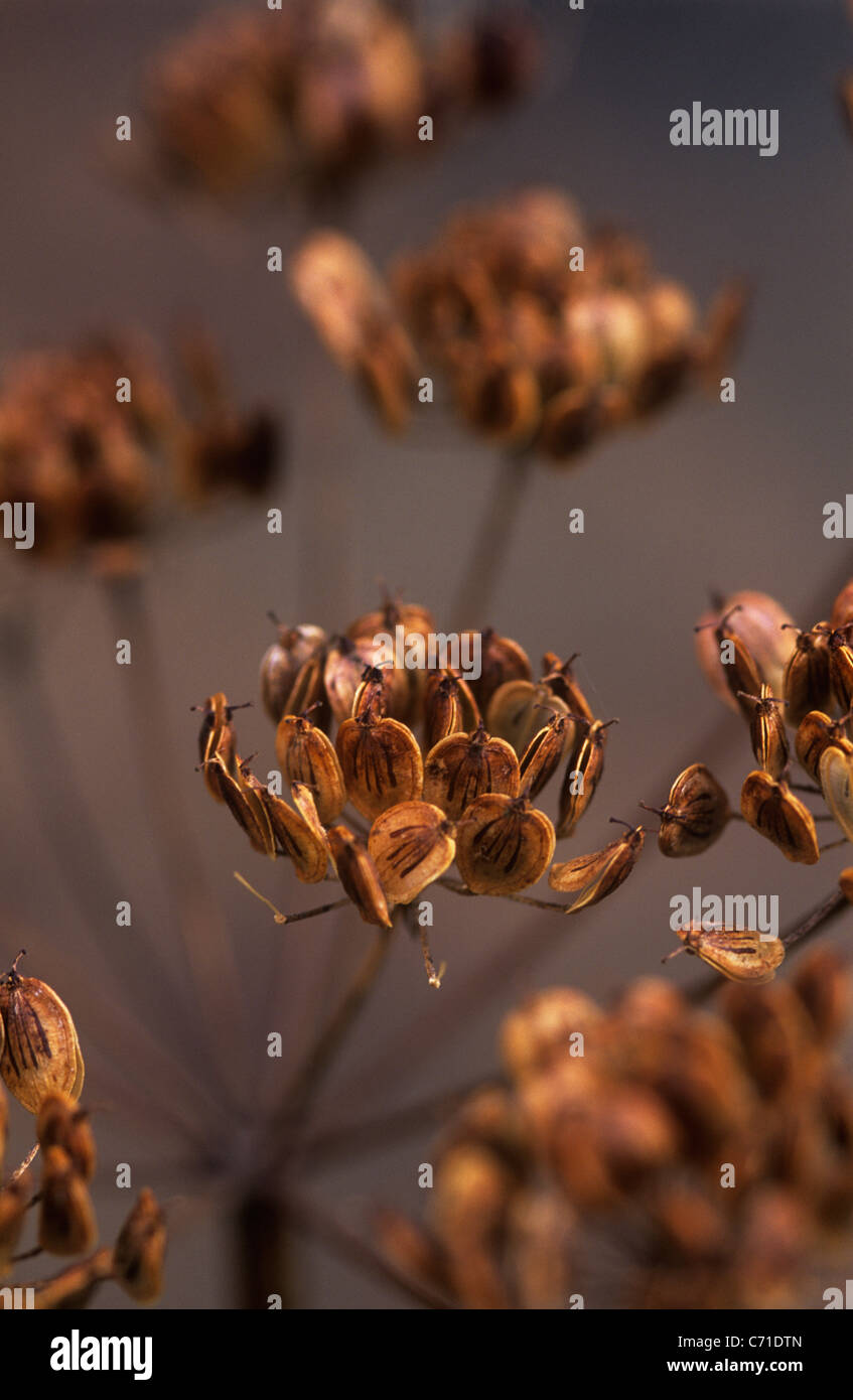 Heracleum sphondylium Hogweed marrone a teste di seme. Foto Stock