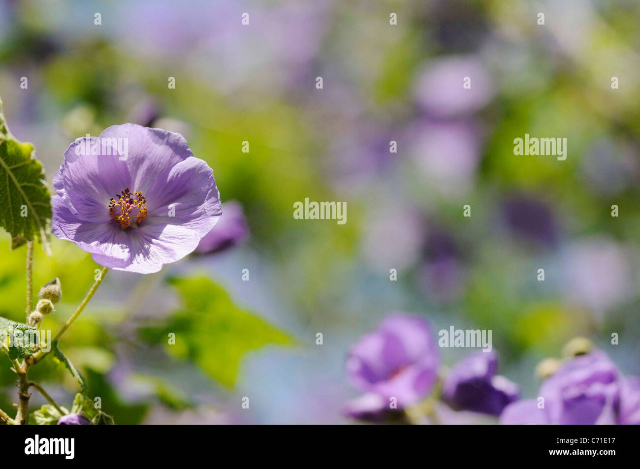 Abutilon Vitifolium fiori malva. Foto Stock