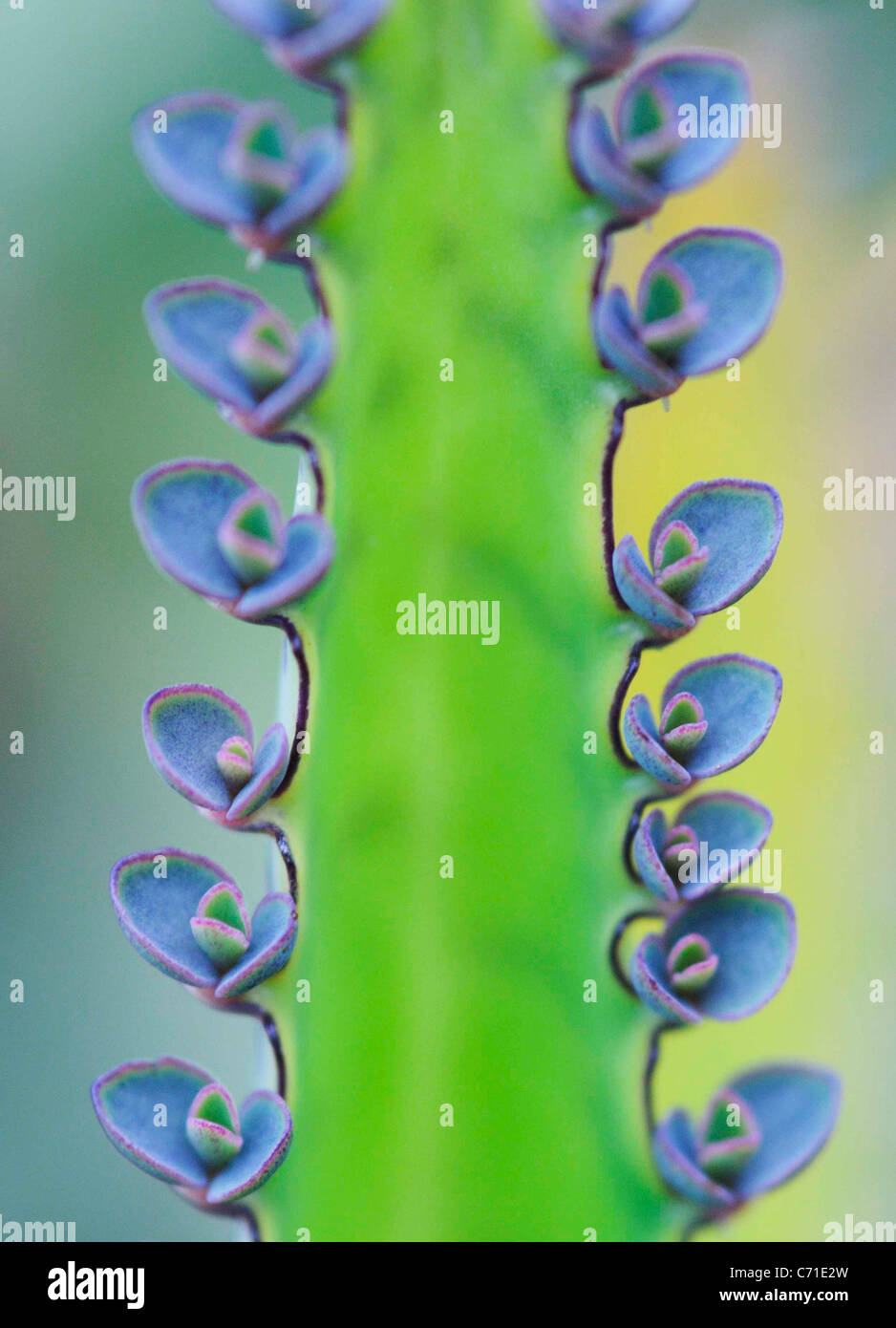 Kalanchoe blu fioritura di piante succulente. Foto Stock