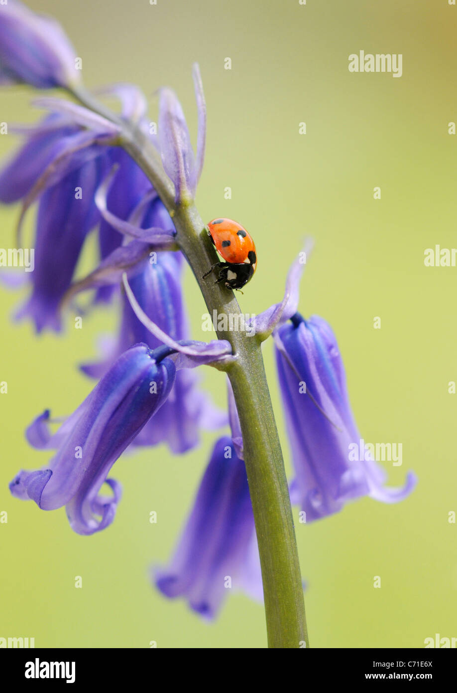 Hyacinthoides non scripta Common English Bluebell o giacinto selvatico con sette spot coccinella sul floral spike. Foto Stock