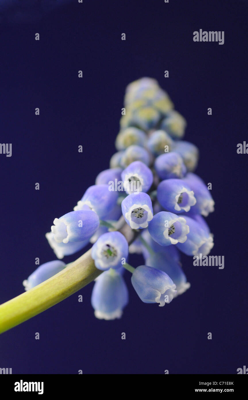 Muscari azzurro giacinto uva fiori sul gambo contro sfondo blu. Foto Stock