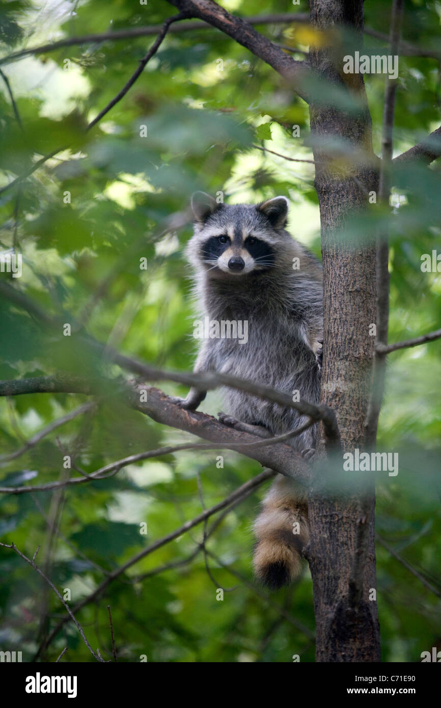 Raccoon in una struttura ad albero Foto Stock