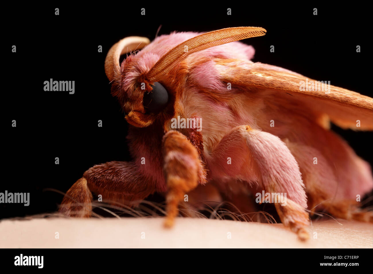 Maschio della famiglia saturniidae moth Foto Stock