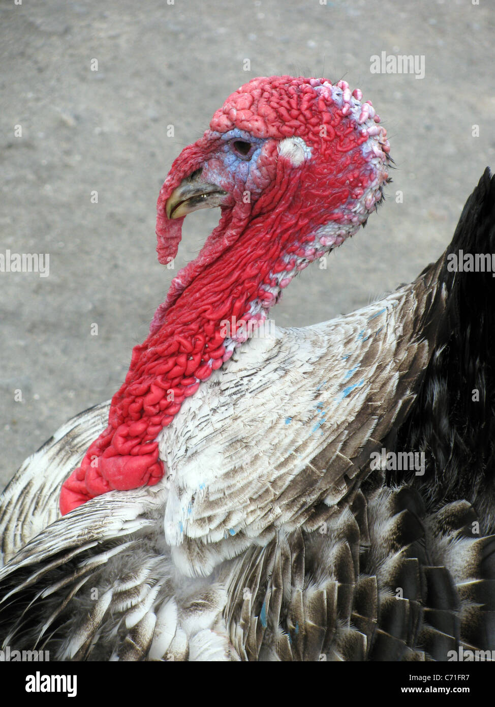 Ritratto della Turchia Foto Stock