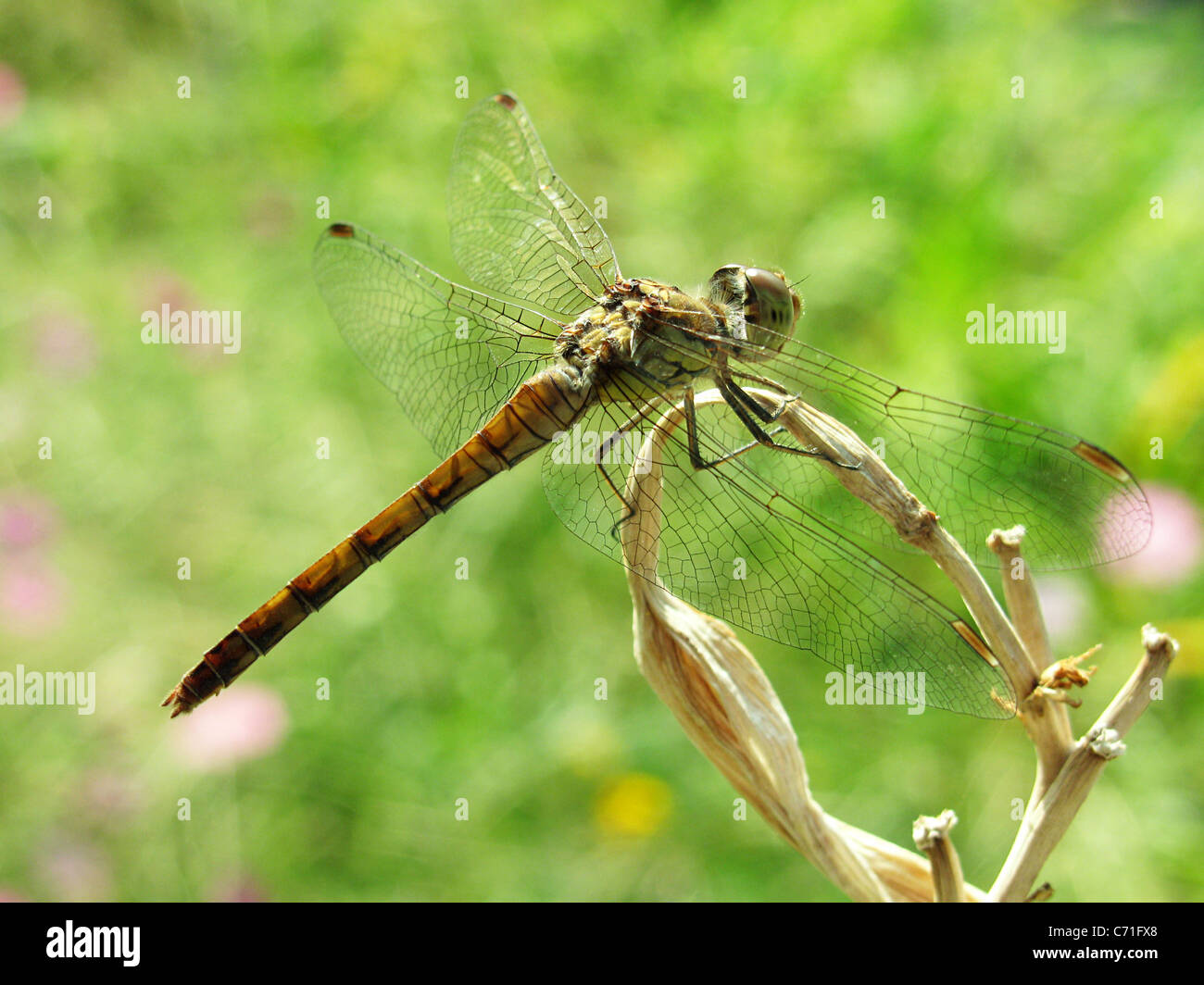 Dragonfly in erba Foto Stock