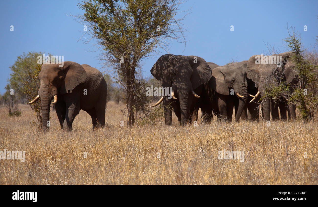 Tori di elefante gruppo Foto Stock