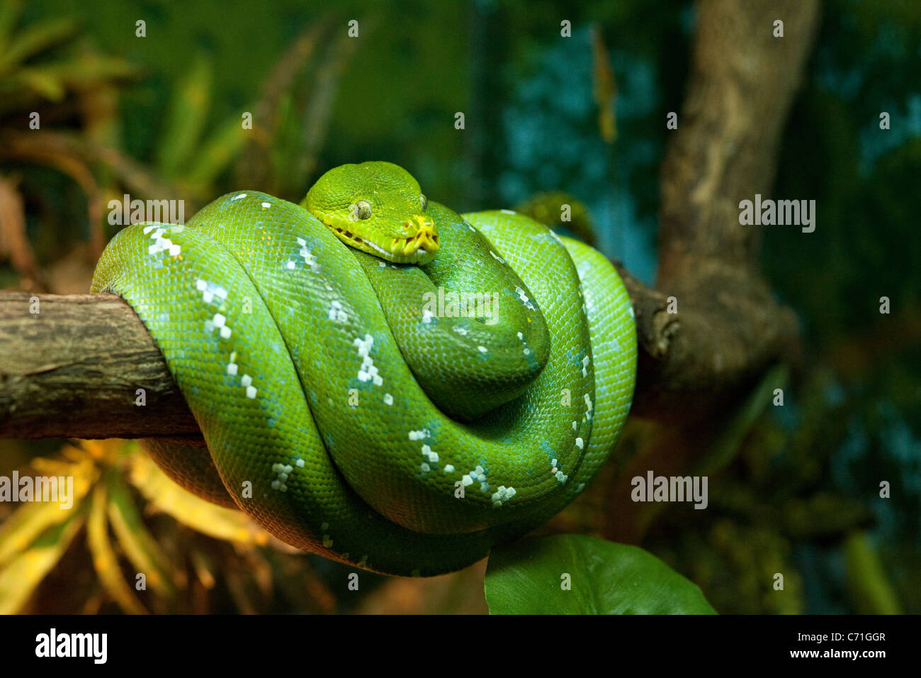 Green Tree Python (Morelia viridis) avvolto intorno a un ramo, Singapore Zoo, Asia Foto Stock