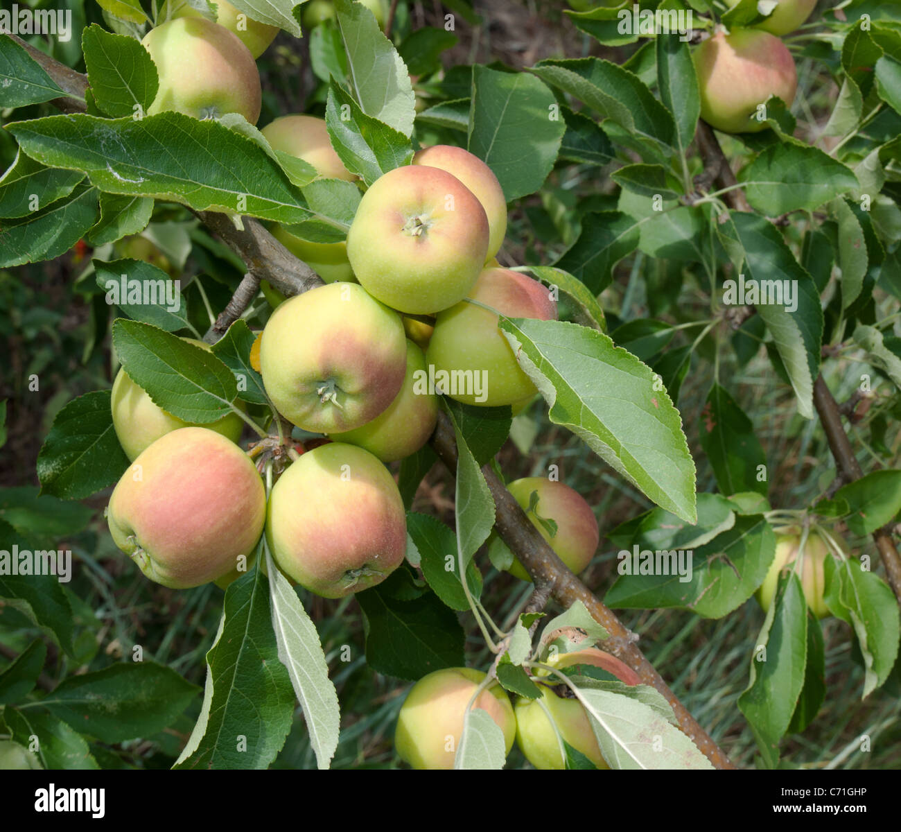 Mele Verdi sul ramo di un albero di mele Foto Stock