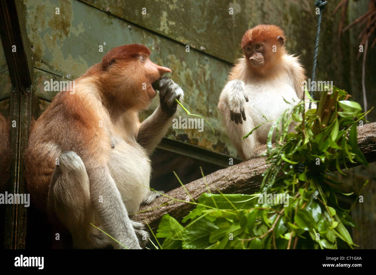 Adulti e adolescenti proboscide scimmie (Nasalis larvatus) nel Giardino Zoologico di Singapore, Singapore asia Foto Stock