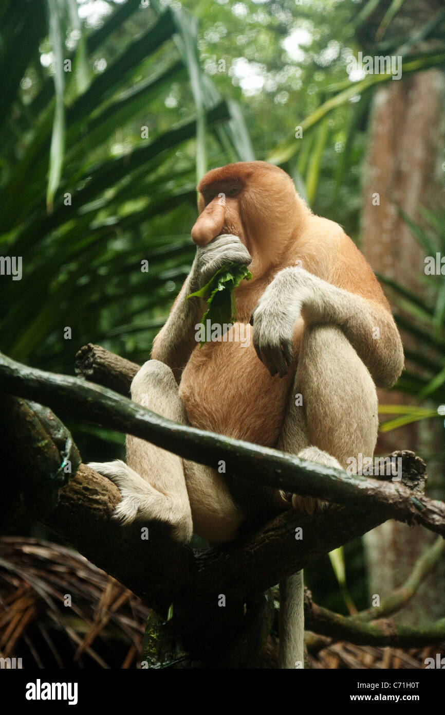 Adulto proboscide di scimmia (Nasalis larvatus) alimentazione; nel Giardino Zoologico di Singapore, Singapore asia Foto Stock